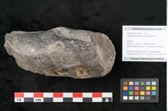 Foto (Objekt + Etikett) von Calamites communis Ettingshausen (NHMW-GEO-2024-0188-10960)